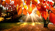 Weekend di Ognissanti.                                         Dal 31 Ottobre al 4 Novembre 2018